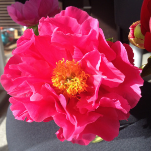 Пион `Paula Fay`