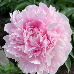 Пион `Sarah Bernhardt`