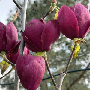Магнолия Black Tulip