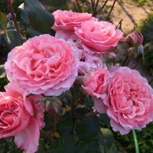 Роза  Laurent Cabrol