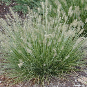 Пеннисетум лисохвостный Little Bunny