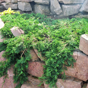 Можжевельник горизонтальный Wiltonii