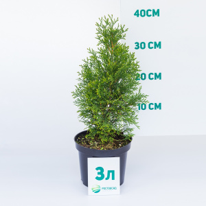 Туя западная Smaragd