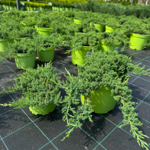 Можжевельник лежачий Nana