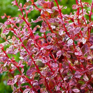 Барбарис тунберга Harlequin