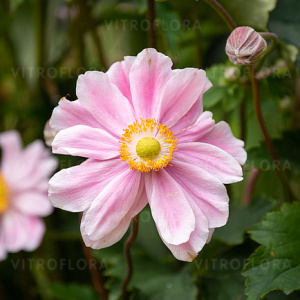 Анемона `Garden Breeze Whirlwind Pink `