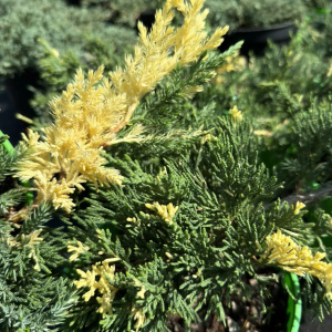 Можжевельник китайский Expansa Variegata