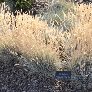 Овсяница сизая Elijah Blue