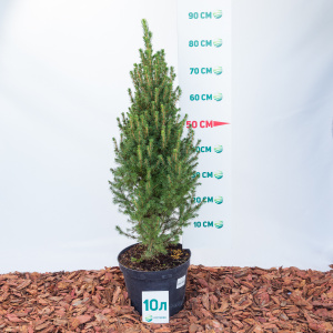 Ель канадская Conica