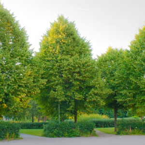 Липа мелколистная Greenspire