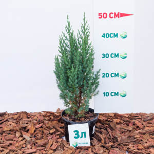 Можжевельник китайский Stricta