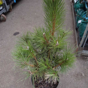 Сосна тунберга Sayonara