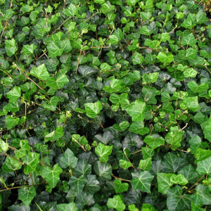 Плющ вечнозеленый Hibernica 