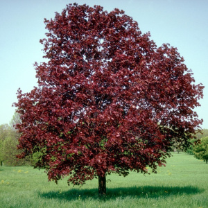 Клен остролистный Royal Red