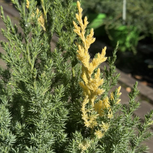 Можжевельник китайский Stricta Аurea