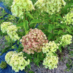 Гортензия метельчатая Мечта Лесково