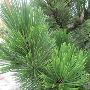 Сосна белокорая Little Dracula