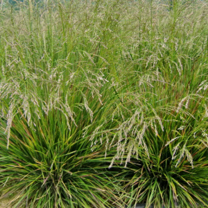 Луговик дернистый Goldtau