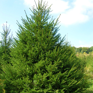 Ель обыкновенная 