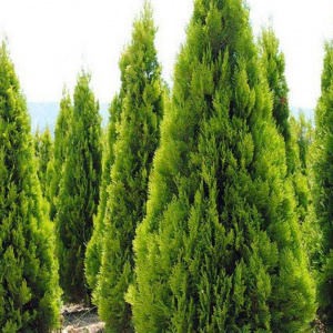 Туя восточная Pyramidalis Aurea