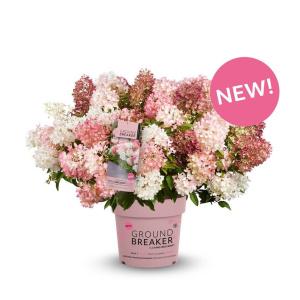 Гортензия метельчатая Groundbreaker