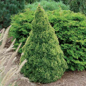 Ель канадская  `Sun on the Sky` 