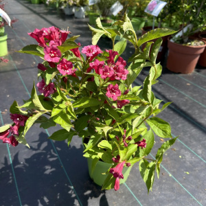 Вейгелa Bristol Ruby