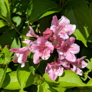 Вейгела цветущая Pink Princess