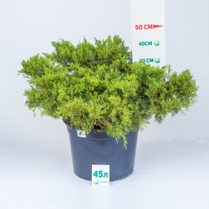 Можжевельник средний Old Gold