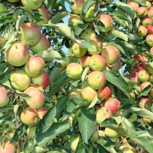 Яблоня колонновидная 