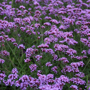 Вербена бонарская 