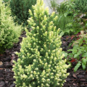 Ель канадская  `Sun on the Sky` 