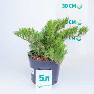 Можжевельник казацкий Tamariscifolia