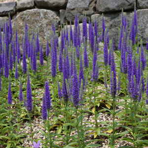 Вероника колосистая Ulster Dwarf Blue