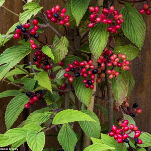 Калина складчатая Kilimandjaro