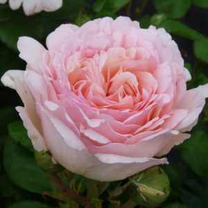 Роза  Princesse  Charlene de Monaco