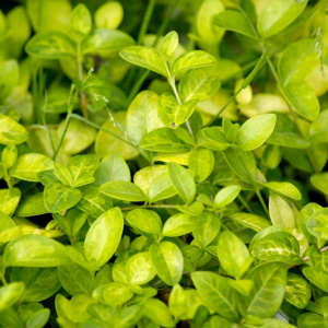 Барвинок малый Sebastian