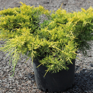 Можжевельник средний King of Spring