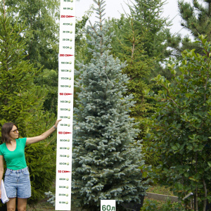 Ель колючая Fat Albert