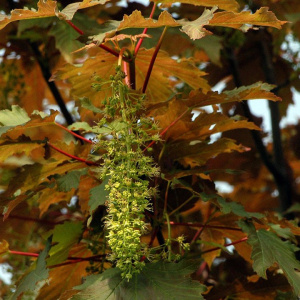 Клен белый, Явор