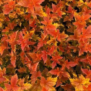 Пузыреплодник калинолистный Magic Ball