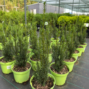 Тис средний Rising Star