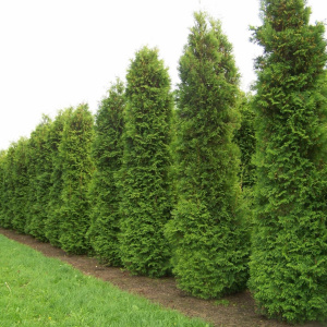 Туя западная Brabant