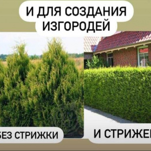 Туя складчатая Kornik