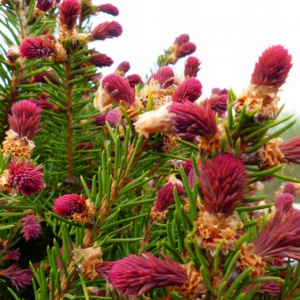 Ель обыкновенная Cruenta