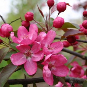 Яблоня Rudolph