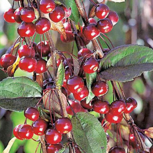 Яблоня Royal Beauty