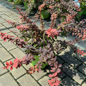 Барбарис тунберга Golden Ring