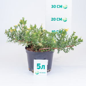 Можжевельник китайский Expansa Variegata