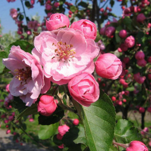 Яблоня Brandy Magic